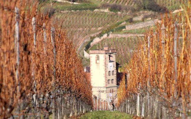 La tour des bouchers de Ribeauvillé depuis les vignes